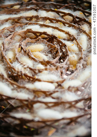 Close up silkworm cocoons in bamboo tray 47591007