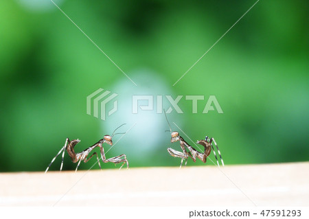 毛蟲幼蟲 47591293