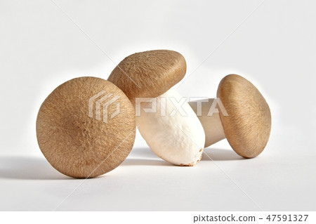 蘑菇（Oguni Shimeji） 47591327