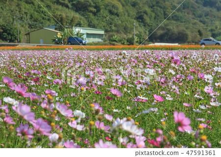 Cosmos, cosmos field, garden Cosmos, cosmos field, garden 47591361