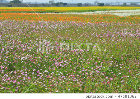 Cosmos, cosmos field, garden Cosmos, cosmos field, garden 47591362