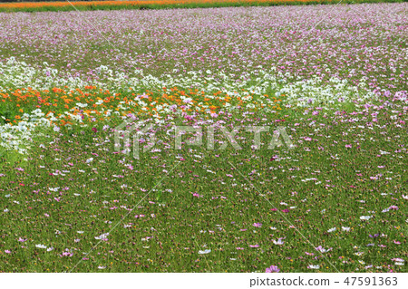 Cosmos, cosmos field, garden Cosmos, cosmos field, garden 47591363
