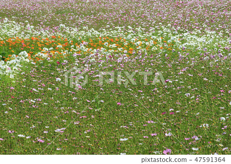 Cosmos, cosmos field, garden Cosmos, cosmos field, garden 47591364