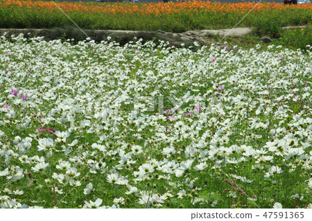 大波斯菊,大波斯菊田地,花園 大波斯菊,大波斯菊田地,花園 47591365