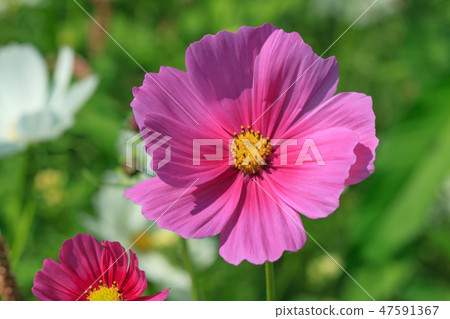 大波斯菊,大波斯菊田地,花園 大波斯菊,大波斯菊田地,花園 47591367