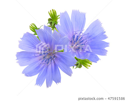 Common chicory or Cichorium intybus flowers. Common chicory or Cichorium intybus flowers. 47591586