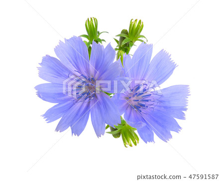 Common chicory or Cichorium intybus flowers. Common chicory or Cichorium intybus flowers. 47591587