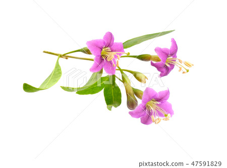 Goji berries or Lycium barbarum with flowers 47591829