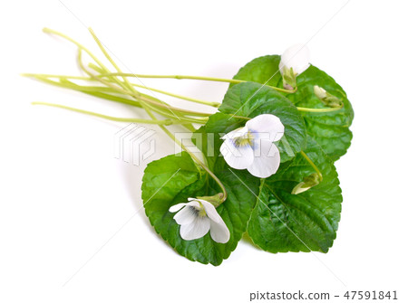 Viola alba, commonly known as white violet. 47591841