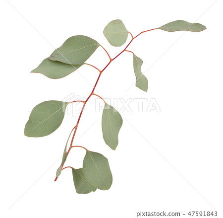 Eucalyptus twigs. Eucalyptus twigs. 47591843