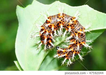 Luritatheha larva Luritatheha larva 47592044