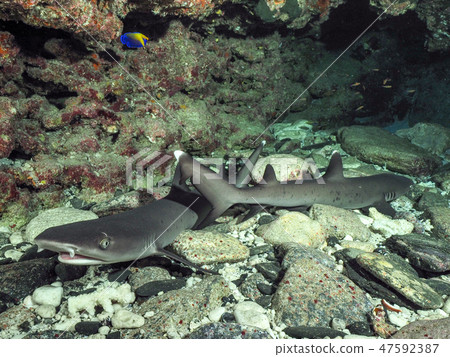 Nemuribuka Nemuribuka 47592387