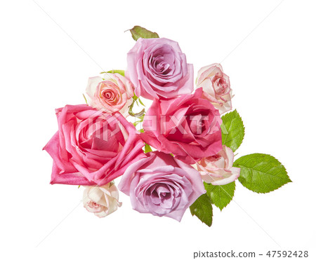 Rose - Rose Rose - Rose 47592428