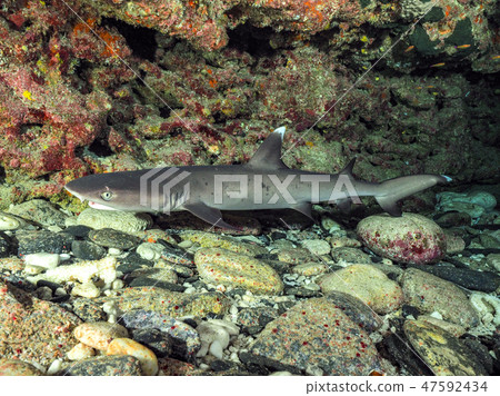 白鰭礁鯊 47592434