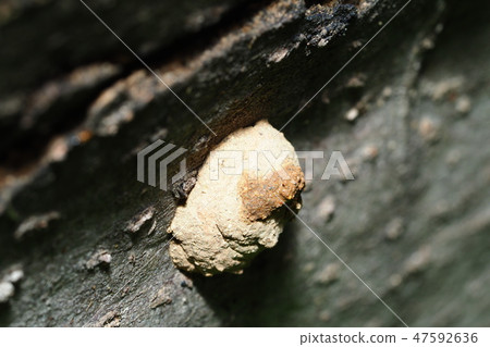 Making nests of Momontokori (lid on the nest) 47592636