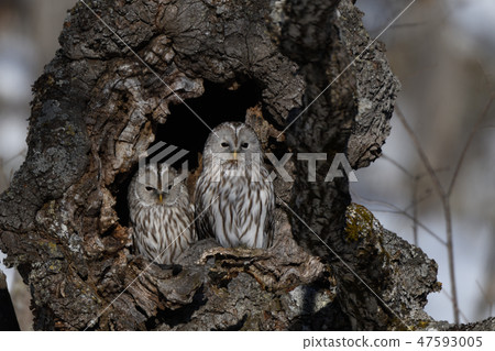 好朋友Ezo Owl 47593005