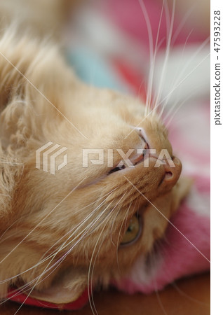 Cat  47593228