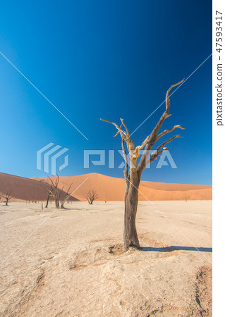 Namibia Namib Desert Dead Swamp Dead Fray 47593417