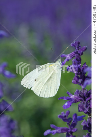 鼠尾草花,蝴蝶,紫色 47593495
