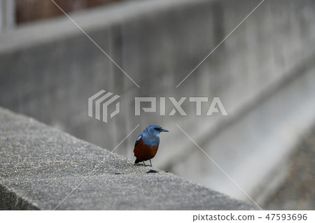 Iris hidri的男性 Iris hidri的男性 47593696