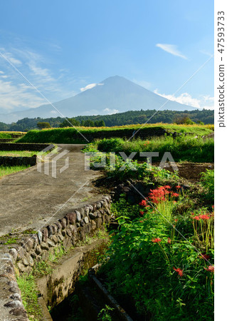 Higanbana of Mr. Tabata and Mt. Fuji from Fujinomiya City, Shizuoka Prefecture 47593733