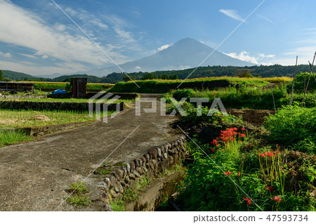 Higanbana of Mr. Tabata and Mt. Fuji from Fujinomiya City, Shizuoka Prefecture 47593734