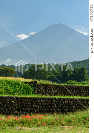 Higanbana of Mr. Tabata and Mt. Fuji from Fujinomiya City, Shizuoka Prefecture 47593736