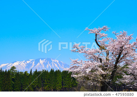 櫻花藍天 47593880