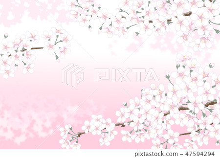 櫻花粉紅色 47594294