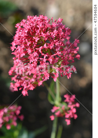 Red valerian 47594684