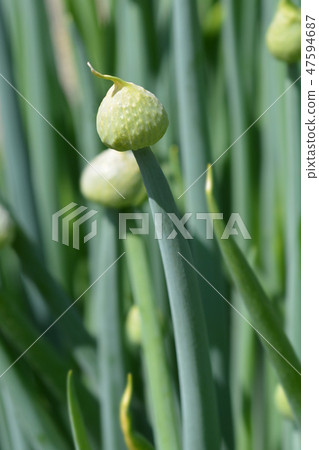 Wild onion Wild onion 47594687