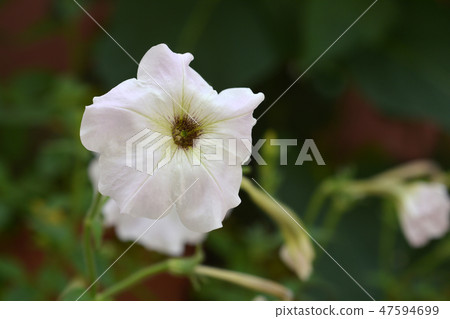 Large white petunia Large white petunia 47594699