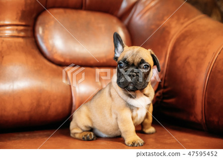 Young French Bulldog Dog Puppy Sitting On Red Sofa Indoor. Funny Dog. Young French Bulldog Dog Puppy Sitting On Red Sofa Indoor. Funny Dog. 47595452
