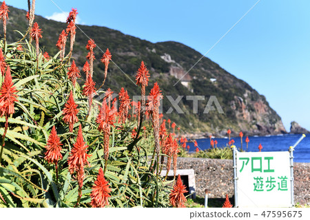 Aloe flowers 47595675