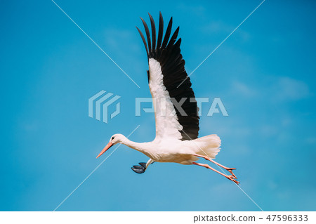 European White Stork Flies In Blue Sky 47596333