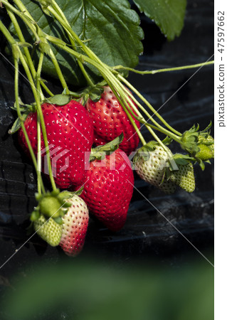 Strawberry sky berry 47597662