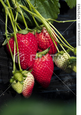 Strawberry sky berry Strawberry sky berry 47597663