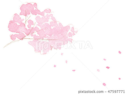 Cherry blossoms and petals blown by the wind 47597771