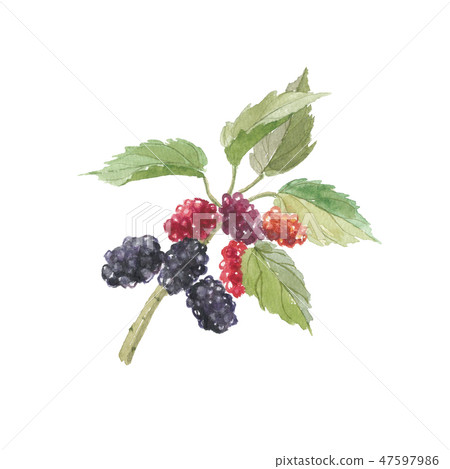 Mulberry fruit and leaves 47597986