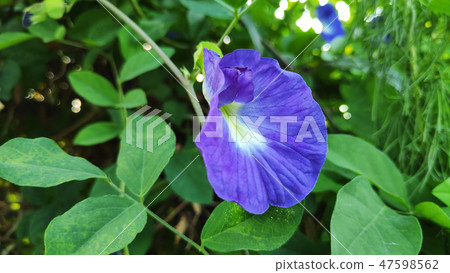 Butterfly Pea Flower 47598562