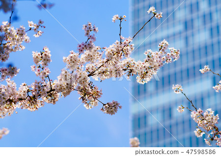 Flower story (cherry blossoms) Flower story (cherry blossoms) 47598586