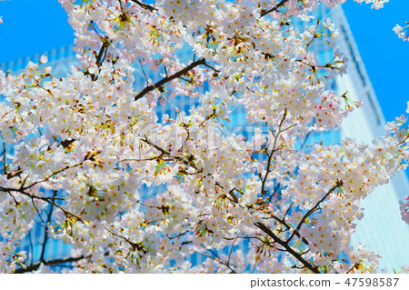 Flower story (cherry blossoms) Flower story (cherry blossoms) 47598587