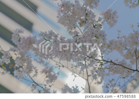 Flower story (cherry blossoms) Flower story (cherry blossoms) 47598588