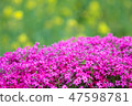 Moss phlox  47598781