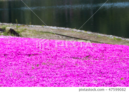 Shibazakura和富士山 Shibazakura和富士山 47599082