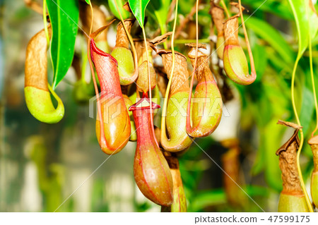 Carnivorous plant 47599175