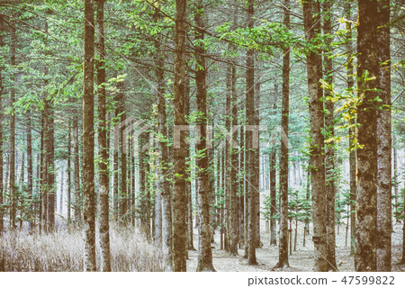 早上在寧靜的森林裡 早上在寧靜的森林裡 47599822