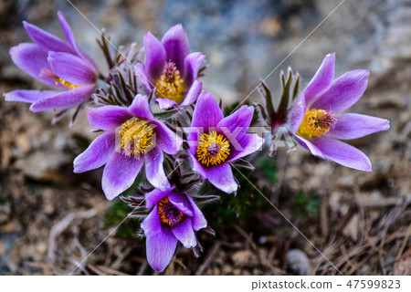 Korean Wildflower 47599823