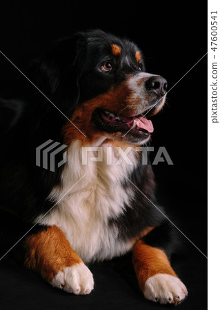 Bernese Mountain Dog on the black background 47600541