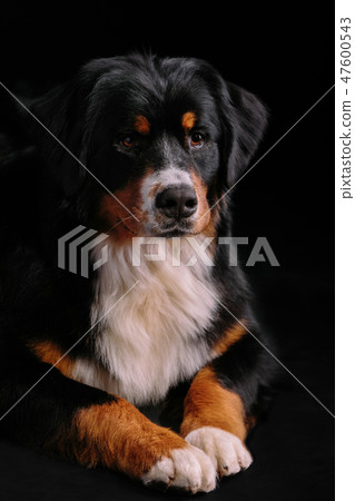 Bernese Mountain Dog against the black background 47600543